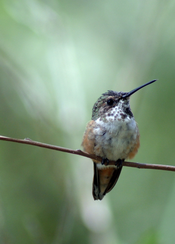 Beginning Bird Image