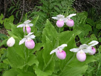 Showy Lady Slippers