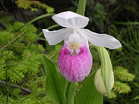 Pink Lady Slipper