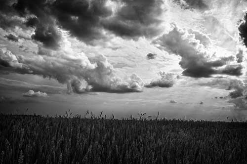 The original picture of a black and white field