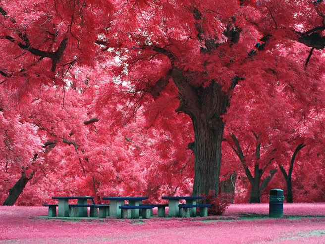 The Origional Picture Croped