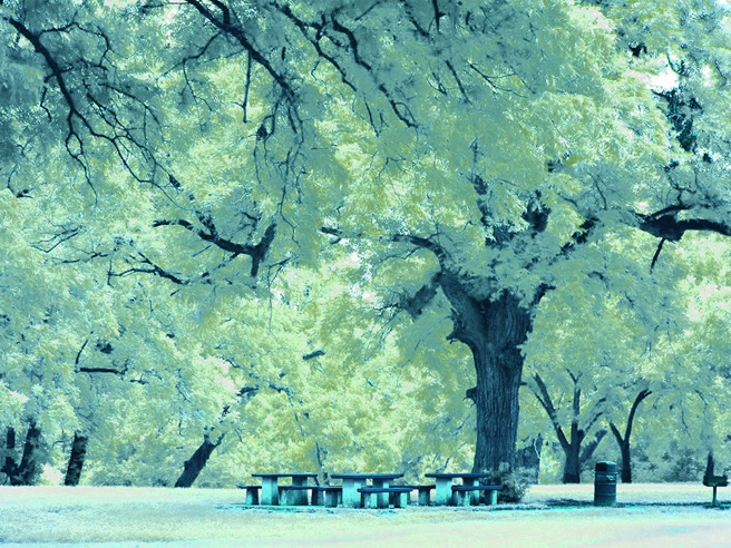 Picture With White Trees 