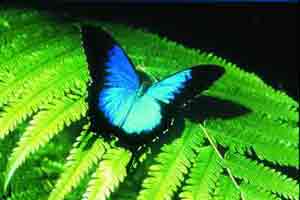 Blue Butterfly on a Green Leaf