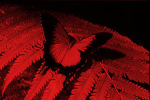 Red Butterfly