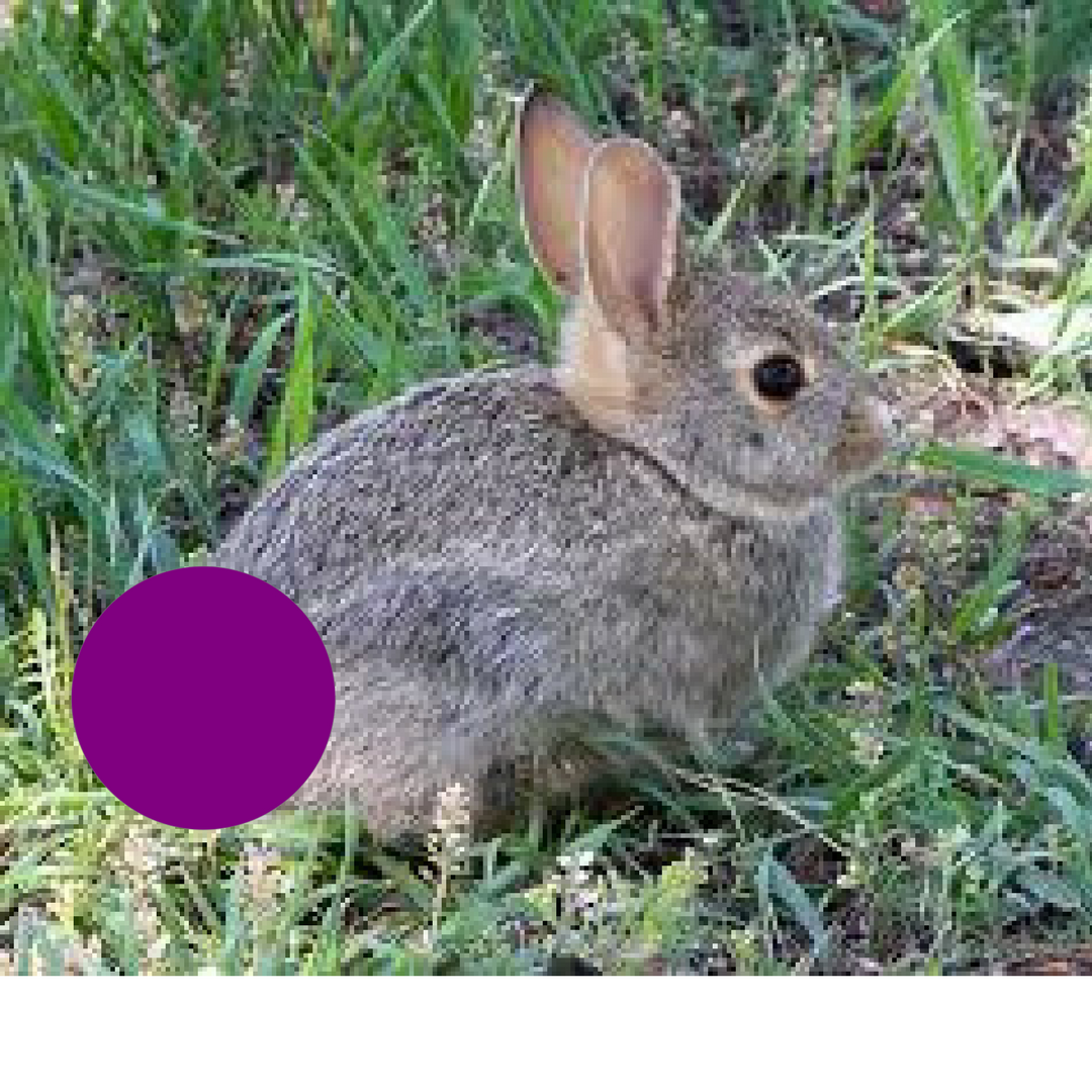 Bunny with Purple tail